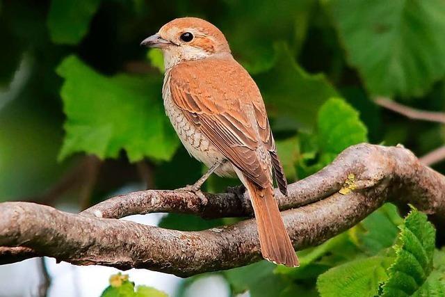 Auch ein seltener Vogel ndert nichts an Plnen fr Freiburger Baugebiet