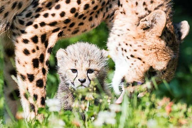 Der Basler Zoo meldet Nachwuchs bei den Geparden