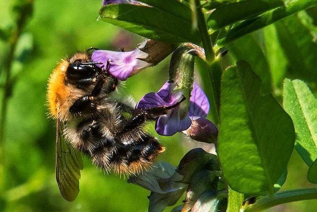 In einem Bienenstand in Riehen wurde die Sauerbrut festgestellt