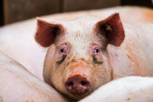 Aktivisten zeigen Bhler Schlachthof wegen Tierqulerei an