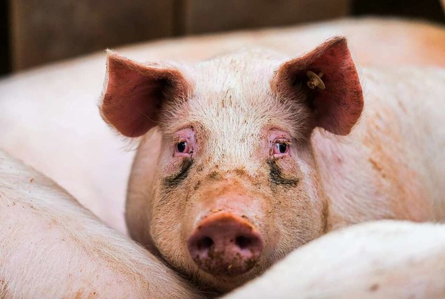 Ein Schwein in einem Stall (Archivbild)  | Foto: Andreas Arnold (dpa)