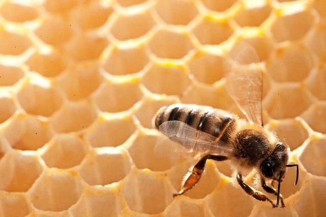 Immer mehr Menschen mchte Bienen zch...erverein Mllheim wchst daher stetig.  | Foto: Klaus-Dietmar Gabbert