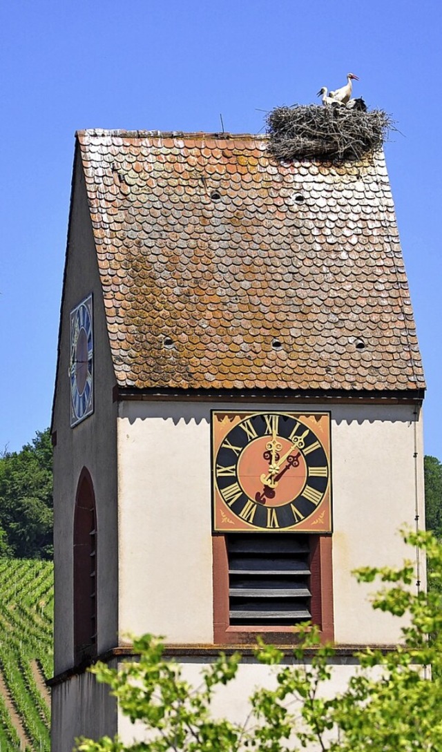 Drei Jungvgel werden in dem  neuen Nest auf der Lutherkirche  gro.  | Foto: Jutta Schtz