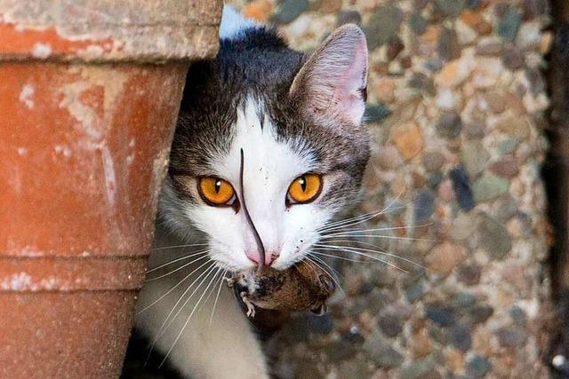 Linke und Tierschutzpartei wollen die Zahl freilebender Katzen in Lahr reduzieren