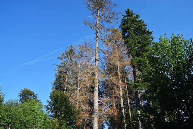 Der Todtnauer Stadtwald  | Foto: Ulrike Jger