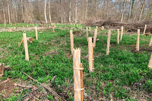 1000 junge Laubbume haben im Lahrer Stadtwald eine nachhaltige Wuchshlle.  | Foto: Stadt Lahr