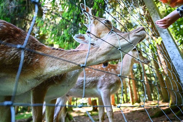 Ein Kind fttert Damwild durch den Zaun des Wildgeheges.  | Foto: Felix Kstle (dpa)