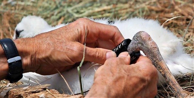 Jungstorch Friedi erhlt die Ringnummer AAH 29.  | Foto: Wolfgang Beck