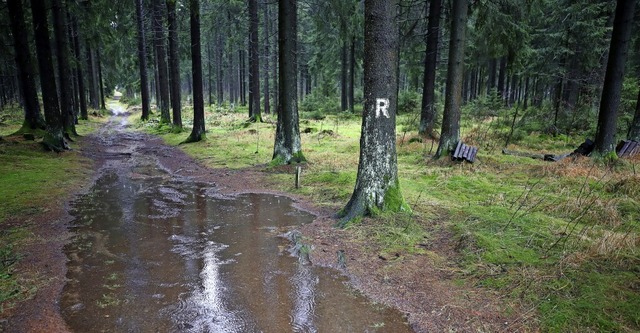 Regen ist wichtig fr den Wasserhausha...s Wasser oft auf Wegen den Hang hinab.  | Foto: Bodo Schackow