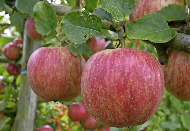 Auch um Apfelanlagen haben Auggener Ba... Wildverbiss zu schtzen (Symbolbild).  | Foto: Carmen Jaspersen