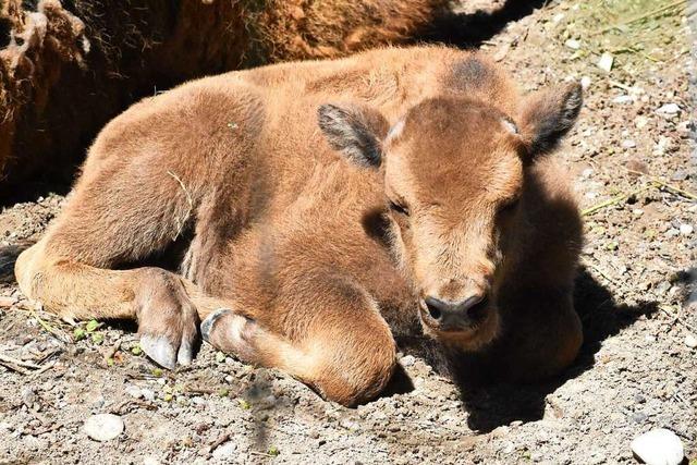 Jungwisent Baldus ist der neue Star im Tierpark Lange Erlen