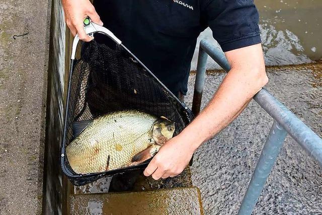 Fischaufstiege am Wasserkraftwerk Wyhlen dienen auch der Stromerzeugung