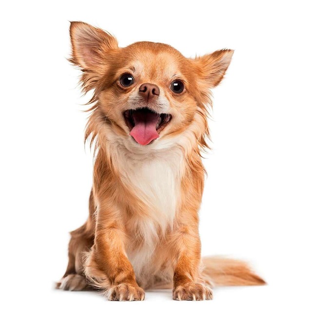 Chihuahua  | Foto: Eric Issele - Fotolia.com