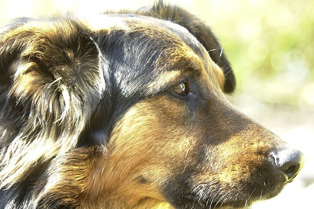 Beim Hund soll es sich um einen Schferhundmischling handeln (Symbolbild).  | Foto: Michael Bamberger