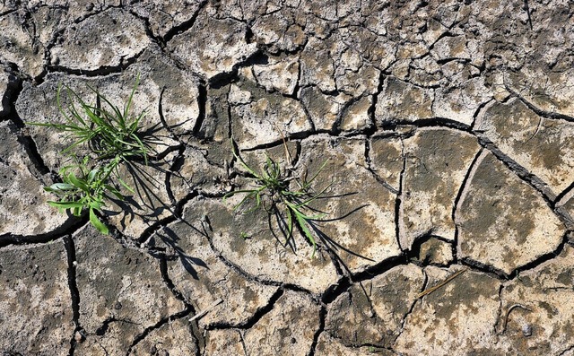 Durch die zunehmende Trockenheit werden weitere Arten aussterben.  | Foto: Karl-Josef Hildenbrand (dpa)