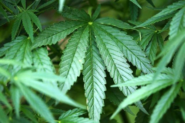 3,4 Kilo Cannabis in Weiler Wohnung gepflanzt – Gericht verhängt Bewährungsstrafe