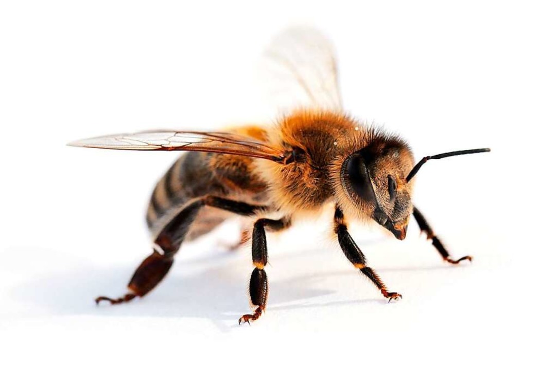 Die Biene  | Foto: Fotolia.com/Marianne Mayer