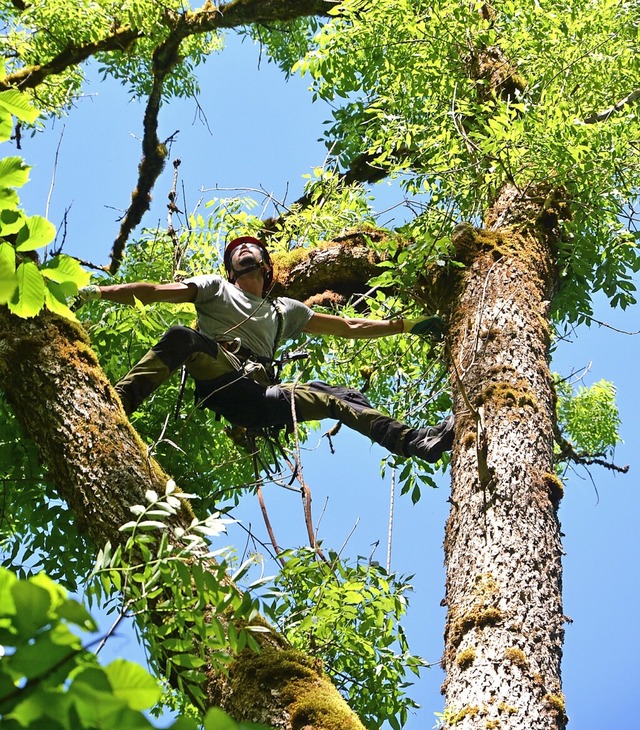 Baumpflegeprofi Simon Graus klettert i...hrlichen Totast, um ihn zu entfernen.  | Foto: Friedbert Zapf