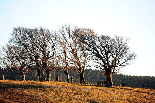 Wetterbuchen am Schauinsland  | Foto: Ingo Schneider