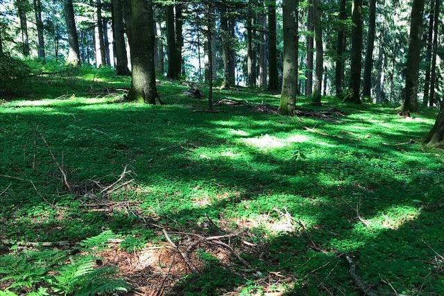 Im Oberrieder Wald musste so viel Holz geschlagen werden wie lange nicht mehr