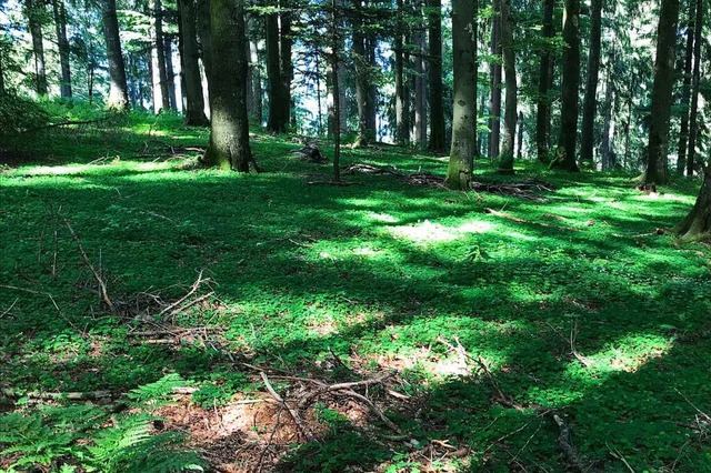 Nicht zum Besten steht es mit dem Wald, auch nicht in Oberried.  | Foto: Michael Drfler