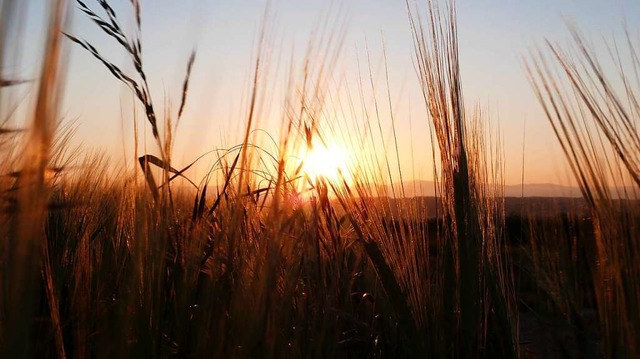 Ein Gerstenfeld  bei Sonnenuntergang auf dem Tllinger.  | Foto: Petra Pomp