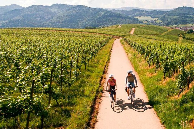 Durch die Reben radeln &#8211; und einkehren: Sinn des Badischen Weinradwegs.  | Foto: Keller