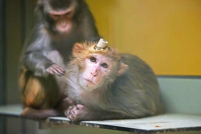 Wegen Corona sind Affen fr Tierversuche stark gefragt