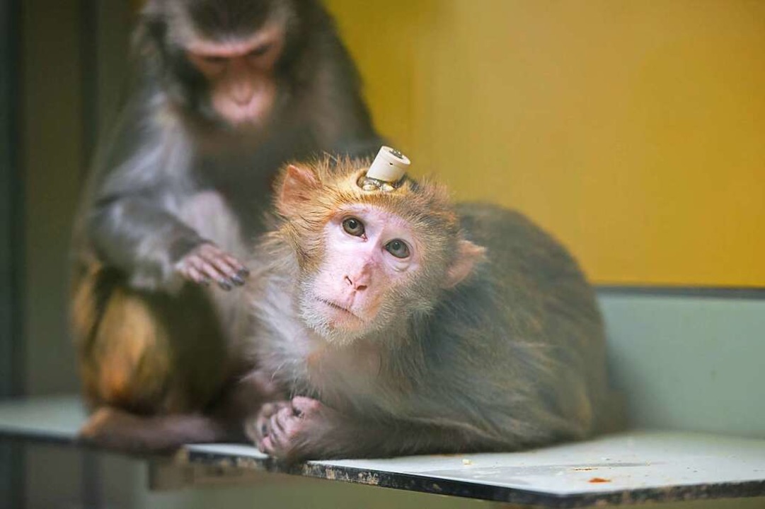 Zwei Rhesus-Affen, einer davon mit Imp...ersuche verwendet werden. (Archivbild)  | Foto: Marijan Murat