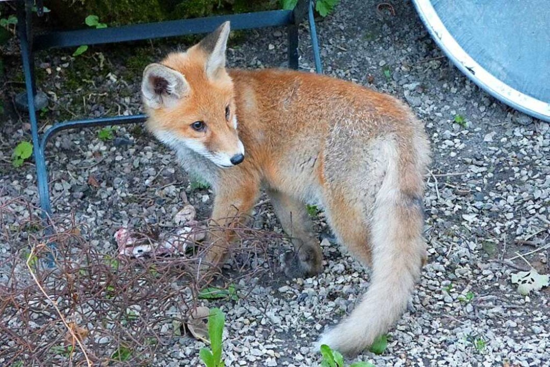 Ein Fuchswelpe. (Symbolbild)  | Foto: Sina Plenker/wildenachbarn.de