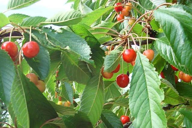 Kirschendiebe ernten in Wollbach einen ganzen Baum ab