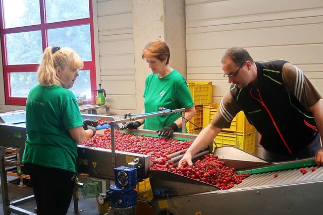 In der Packstation wird das Obst  von ... gebndelt,  verpackt und etikettiert.  | Foto: Christine Weirich