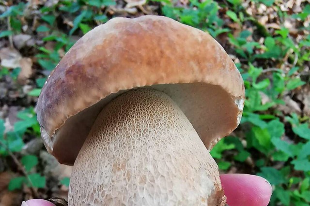 So sieht er aus, der Sommersteinpilz.  | Foto: Geraldine Friedrich