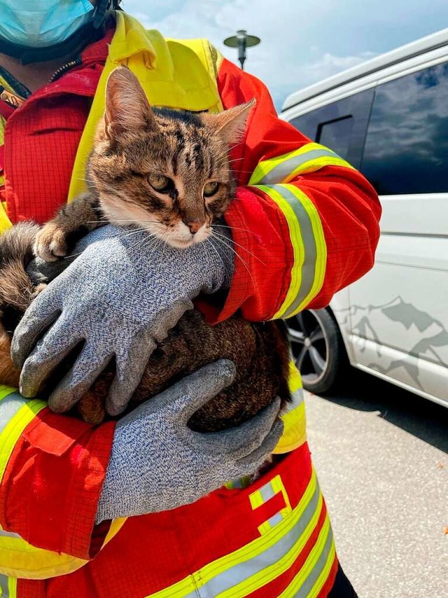 Happy End fr  Katze  Saphira, die in ...rwehr aus einem Schacht befreit wurde.  | Foto: Diana Larisch