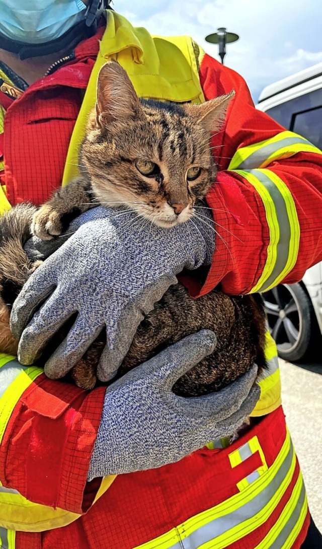 Happy End fr  Katze  Saphira, die in ...wehr aus einem Schacht  befreit wurde.  | Foto: Diana Larisch