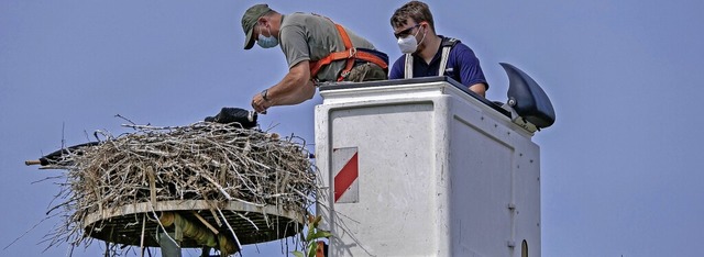 Mit einem Hubsteiger von Netze-BW kam ...um dort einen Jungstorch zu beringen.   | Foto: Privat