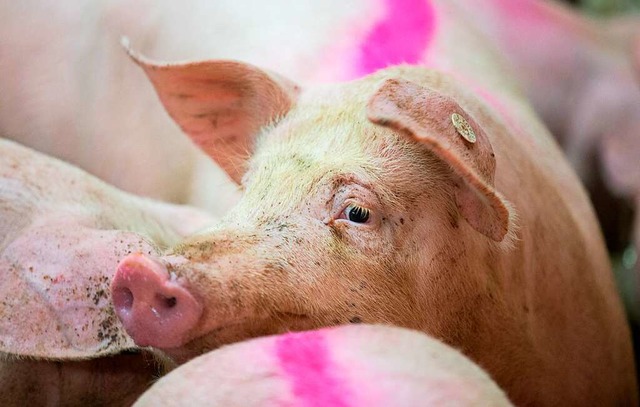 Mehr Platz, Frischluft im Stall oder s...sollen Schlachttiere knftig bekommen.  | Foto: Friso Gentsch