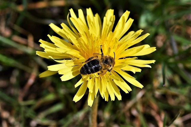 Blten und Insekten sind Raritten auf unseren Wiesen.  | Foto: Heinz Scholz