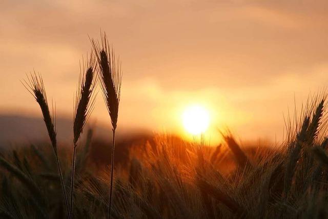 Auf einem Getreidefeld bei Kirchzarten geht die Sonne auf