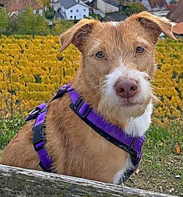 Maren Schuchmanns Hund Juli kommt aus Spanien.  | Foto: Privat