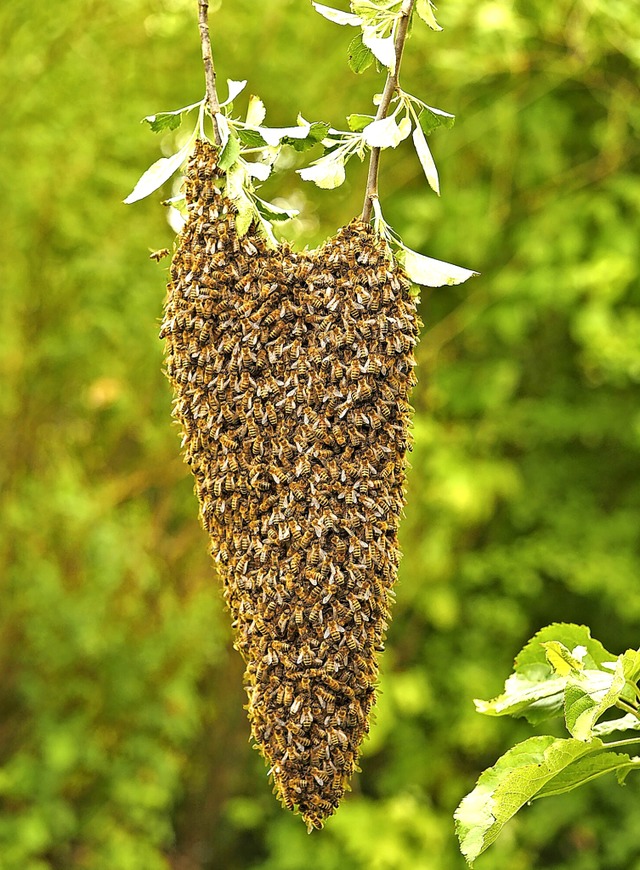 Tolles Bild: Der Bienenschwarm bildet ein langgezogenes Herz.   | Foto: privat