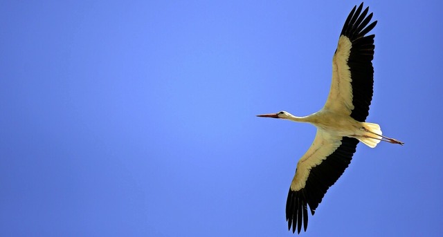 Wo er wohl hin will, dieser Storch? Futter suchen vielleicht?   | Foto: Ingo Schneider