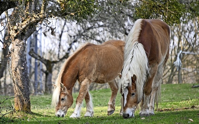Zwei Pferde grasen auf einer Wiese.   | Foto: Felix Kstle (dpa)