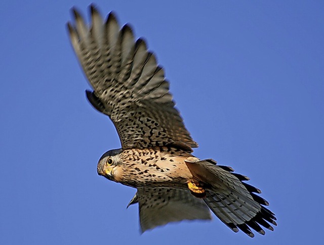 Ein Turmfalke im Rttelflug  | Foto: Sebastian Schrder-Esch