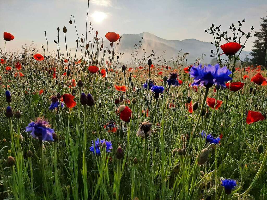 Die Blumenwiese in Bleibach, im Hintergrund ist der Hrnleberg zu sehen, faszinierte Thomas Heizmann.