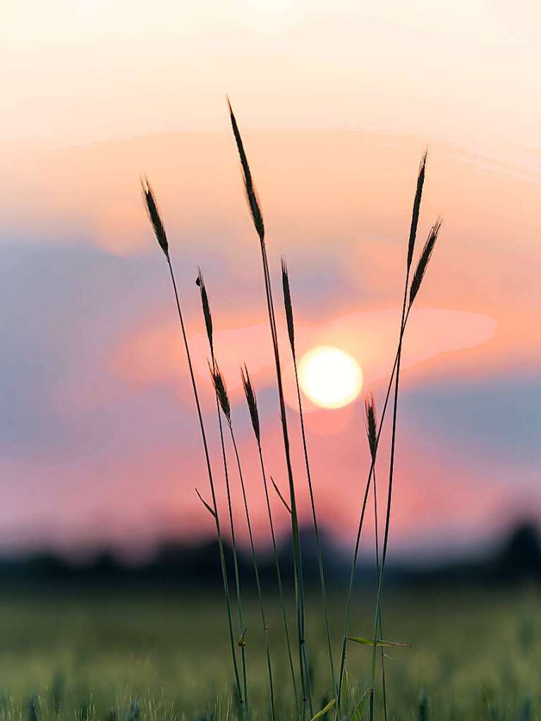 Passend zum endlich beginnenden Sommer fing Emanuel Jauch einen Sonnenuntergang ber dem Kornfeld ein. Und wer ganz genau hinschaut, man auf der zweiten hre von links einen Marienkfer.