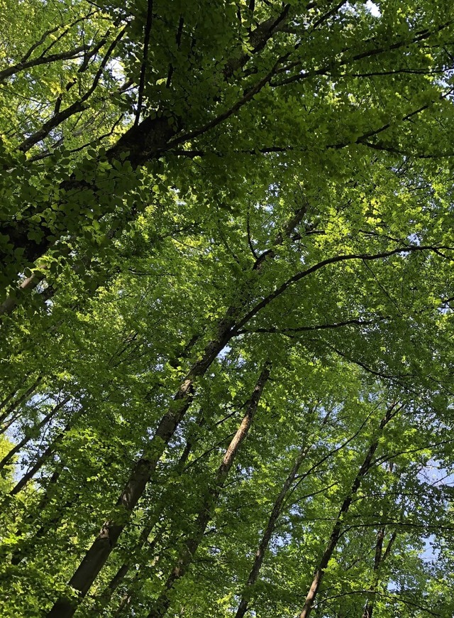 Die Stadt Waldshut-Tiengen will knfti... Wald oberhalb des Ortsteils Eschbach.  | Foto: Schlichter, Juliane