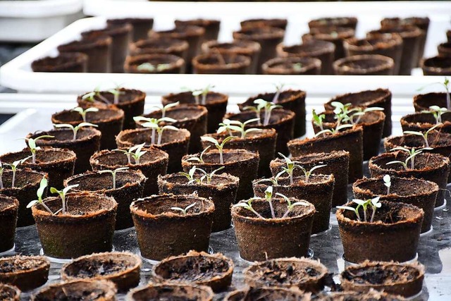 Hier wchst was: die Idee von Vertical und Indoor Farming in Neustadt.  | Foto: Tanja Bury