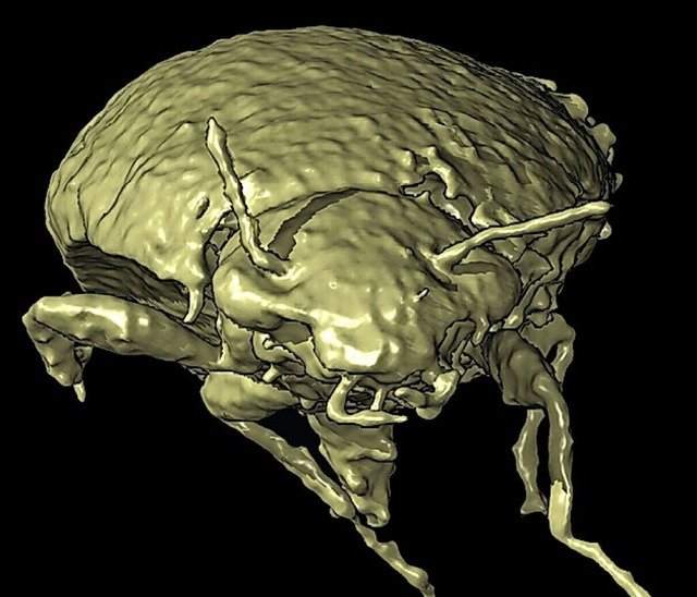 3D-Modell des Kot-Kfers  | Foto: Qvarnstrm et al. (dpa)