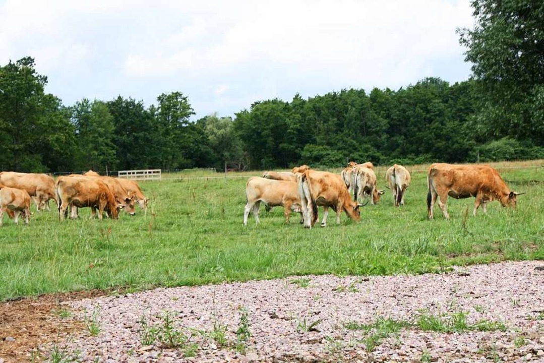 Seit März sind die Aubrac-Rinder in Bahlingen heimisch.  | Foto: Christiane Franz